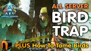 ARGY TRAP How to TAME BIRDS ARK Survival Ascended [upl. by Yuht813]