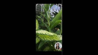 Fides Ann dasalla is live my my plant and the backyard [upl. by Anoved]