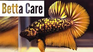 Betta Fish Care For First Time Fish Keepers  Beginners Guide [upl. by Miche]