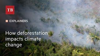 How deforestation impacts climate change [upl. by Biancha]