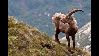 Pyrenean ibex [upl. by Tammara214]