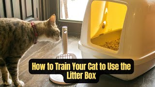 How to Train Your Cat to Use the Litter Box Complete Guide for New Cat Ownersquot [upl. by Anemix]