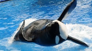 Killer Whale Tilikum That Attacked Sea World Trainer Has Died [upl. by Eirrek]