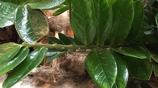 How To Propagate ZZ Plant Zamioculcas Zamiifolia From Cutting [upl. by Nylaret]