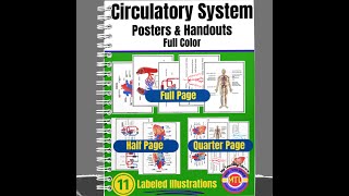 Circulatory System Posters and Handouts Video [upl. by Enyale]