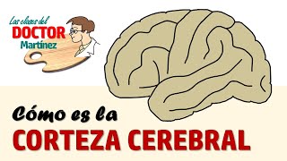 Cómo es la corteza cerebral [upl. by Alleusnoc177]