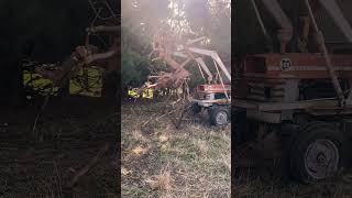 Ferguson Tractor lifting Tree Trunk farming tractor shorts [upl. by Blockus]