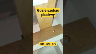 Gdzie szukać pluskwy  Jak znaleźć pluskwy w łóżku shorts [upl. by Merras]