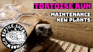 Outside Tortoise Run Updates Maintenance  Advice  Plants [upl. by Nyral]