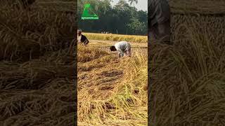 আমন ধান কাটায় ব্যস্ত কৃষক  AGRICARE 24 [upl. by Terrence]