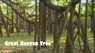 Great Banyan Tree Calcutta  West Bengal Tourism [upl. by Thilde]