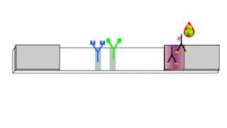 Principle of Ag detection RDT including prozone and backflow effect [upl. by Desirea]