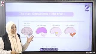 CNS  PNS  ANS \ chapter 5  2nd sec  2024 nervous system [upl. by Xet]