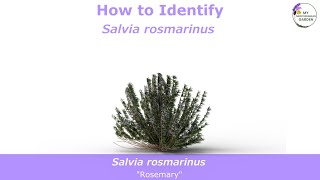 How to identify Salvia rosmarinus Rosemary  Drought tolerant Salvia [upl. by Lodie914]