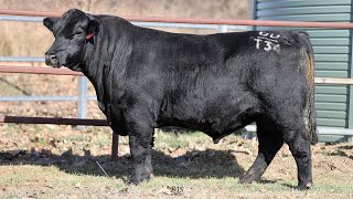 Lot 8 BRU22T34 Hillview Angus 2024 [upl. by Ragen]