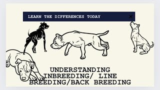 Understanding Inbreeding Line Breeding Back Crossing [upl. by Urban]