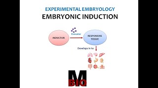 EMBRYONIC INDUCTION [upl. by Airdnas]