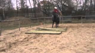 Missouri Foxtrotter stallion  training March 2013 [upl. by Adnyleb179]