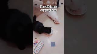 cat love beautiful viralvideo foryou [upl. by Nidnarb716]