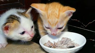 Very good  kittens know how to eat food [upl. by Gnil]