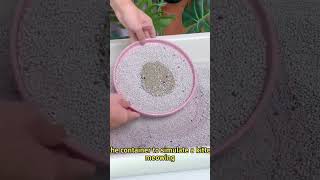 Natural mineral bentonite cat litter low dust and strong water absorption [upl. by Evey]