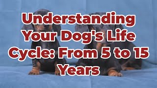 Understanding Your Dogs Life Cycle From 5 to 15 Years [upl. by Kandace]