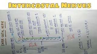 Intercostal Nerves  Part 1  Chart  The Charsi of Medical Literature [upl. by Eibur481]