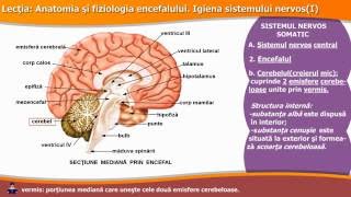 ANATOMIA ȘI FIZIOLOGIA ENCEFALULUI IGIENA SISTEMULUI NERVOS I [upl. by Nojram]