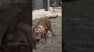 Real bandog stamina [upl. by Akselav]