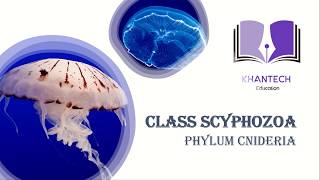 Class Scyphozoa  Classification of Phylum Cnidaria [upl. by Icyak940]