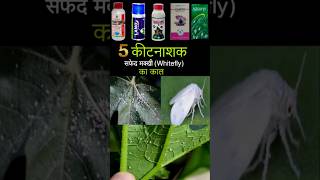 Whitefly Control best insecticide shorts insecticide whitefly mybestkheti [upl. by Holmes]