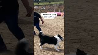 Simple Foundation for Agility exercises make dog agility easy and fun [upl. by Sola]