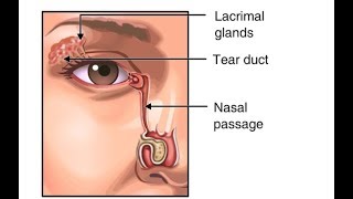 Why Do We Blink So Much Function of Tears in the Eye Animation  Eyelids amp Lacrimal Apparatus Video [upl. by Ylluz]