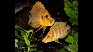 Altolamprologus Mandarin vs Cyprichromis Microlepidotus Karilani [upl. by Eynobe]