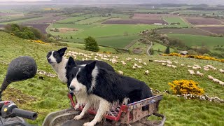 Two unbelievable sheepdogs working sheep in Scotland [upl. by Ilene]