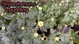 Chrysanthemums care just before flowering at budding stage in 5 steps 👍👍👍 [upl. by Mosenthal]