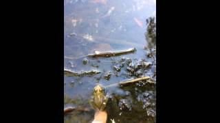 Green frog swims away Greenquist Pond Somers Wisconsin 2015 09 20 [upl. by Yruam]