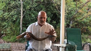 Meaning of the Shofar Sounds  Rabbi Paul Kipnes September 2 2018 [upl. by Lachish305]