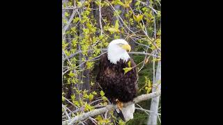 Eagle in Alaska [upl. by Nylac]