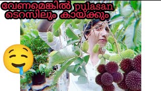 Pulasan an exotic fruit can now be grown in the terrace [upl. by Teeniv]