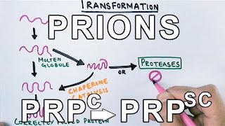 PrionsWhat are they  Protein Misfolding Mechanism [upl. by Tobie431]