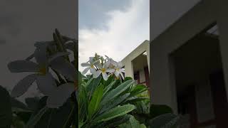 Barso re Megha barso🌧️ song shreyaghoshal barish [upl. by Elagiba499]