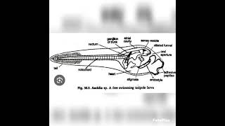 tadpole larva of herdmaniazoologybiologyvedioyoutubevedio [upl. by Aidam]