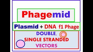 What are Phagemids Cloning vectors plasmids f1 phage DrDNAPrimer [upl. by Alica386]