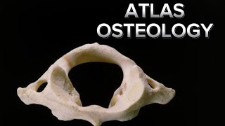 OSTEOLOGY ATLAS 1st CERVICAL VERTEBRA [upl. by Eirollam]