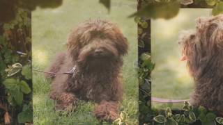 quotTambaquot  Chocolate Medium Labradoodle adopted [upl. by Charlene366]