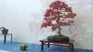 Sakka Ten Autumn Bonsai show 2018 [upl. by Feilak]