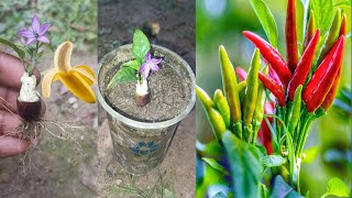 Tips for growing chilli plant get amazing fruit how to grow chilli plant [upl. by Nate2]