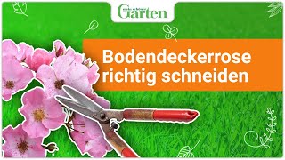 Bodendeckerrosen schneiden So geht’s [upl. by Fletch]