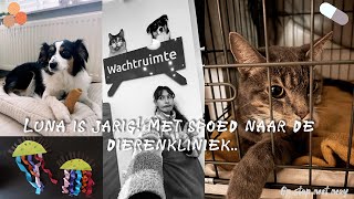 LUNA IS JARIG MET SPOED NAAR DE DIERENKLINIEK  Vlog 108 [upl. by Lash141]